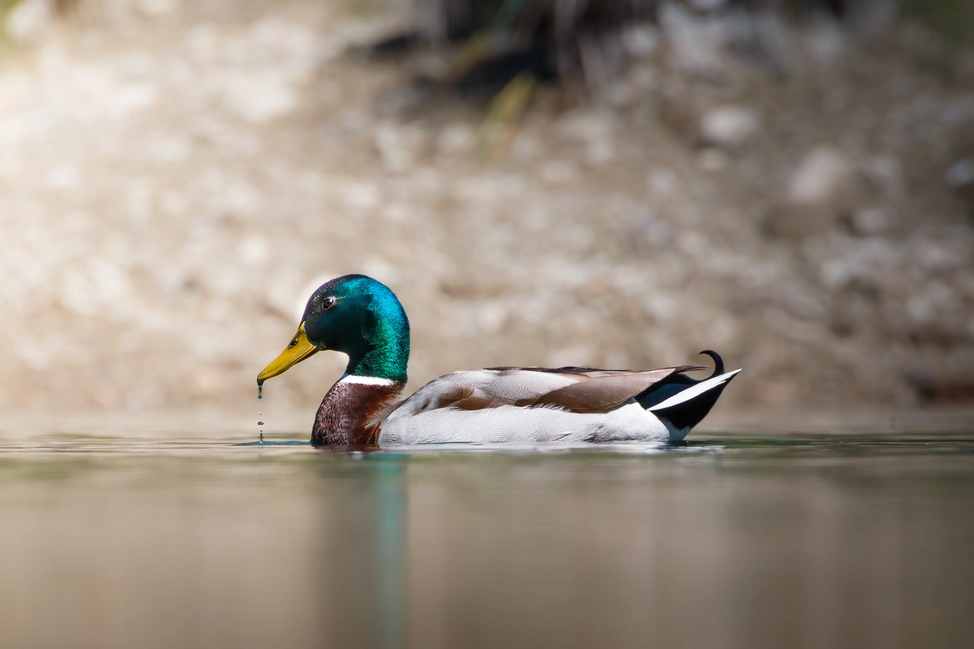 Ente im lokalen Teich